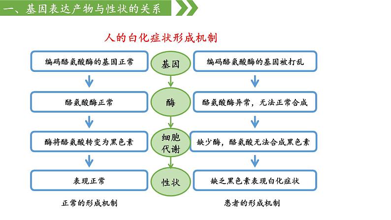 高中生物人教版，必修二，4.2基因表达与性状的关系，课件第7页