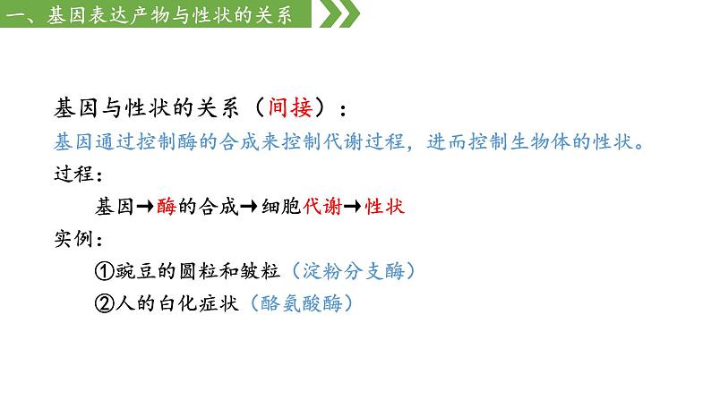 高中生物人教版，必修二，4.2基因表达与性状的关系，课件第8页