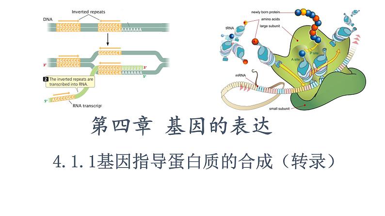 高中生物人教版，必修二，4.1 基因指导蛋白质的合成课件第1页