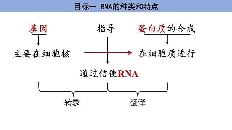 高中生物人教版，必修二，4.1 基因指导蛋白质的合成课件第7页