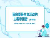 2.4.1《蛋白质是生命活动的主要承担者》（1）课件+教案+练习
