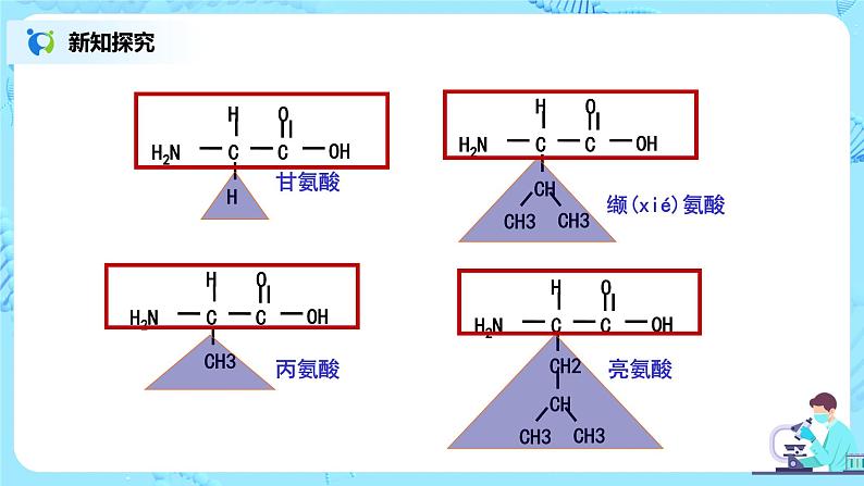 2.4.1《蛋白质是生命活动的主要承担者》（1）课件+教案+练习06