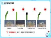 第一节《植物生长素》课件+教案