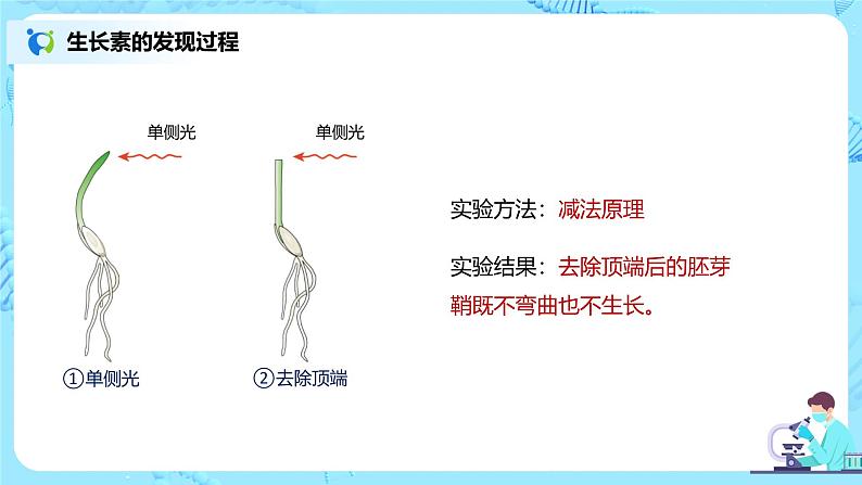 第一节《植物生长素》课件+教案06