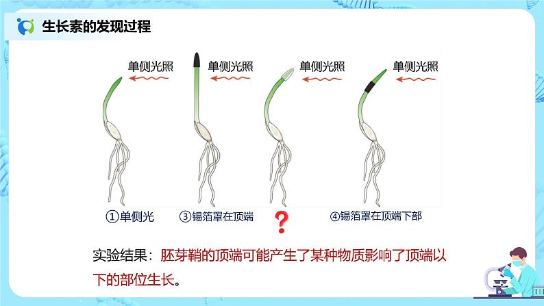 第一节《植物生长素》课件+教案07