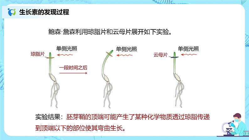 第一节《植物生长素》课件+教案08