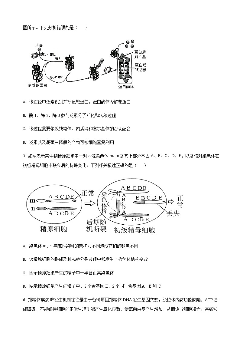 2022届湖南省长沙市一中高三下学期第九次月考生物试题含解析第2页