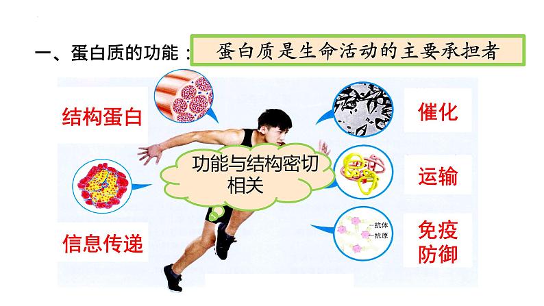 2.4蛋白质是生命活动的主要承担者课件2021-2022学年高一上学期生物人教版必修1第2页