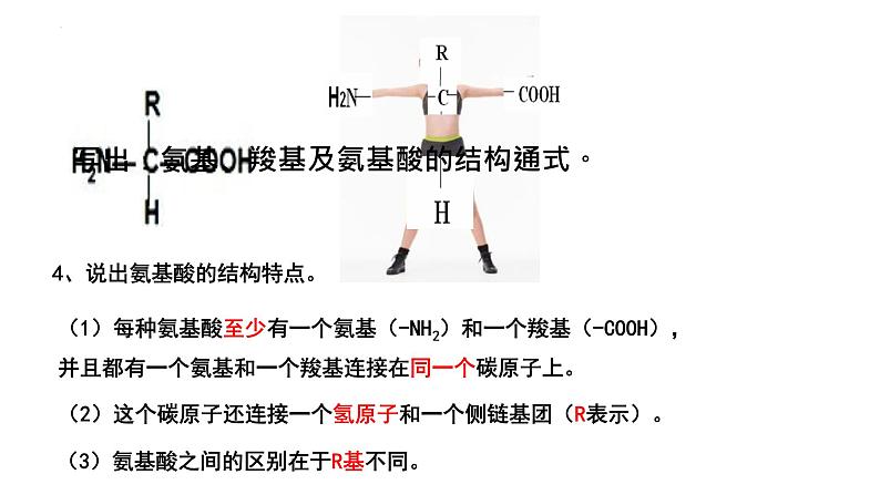 2.4蛋白质是生命活动的主要承担者课件2021-2022学年高一上学期生物人教版必修1第6页