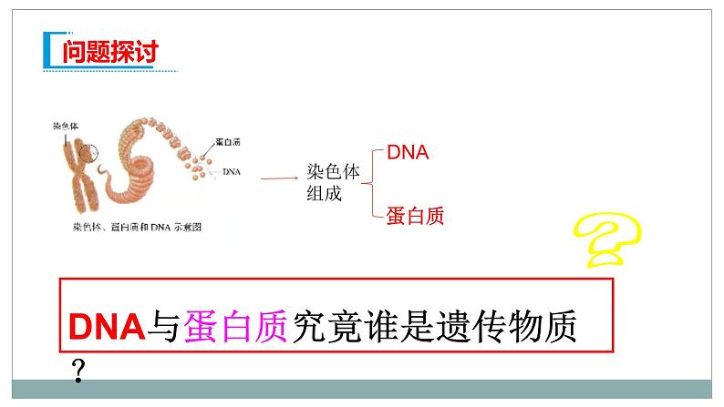 3.1DNA是主要的遗传物质课件2021-2022学年高一下学期生物人教版必修2第2页