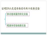 3.1DNA是主要的遗传物质课件2021-2022学年高一下学期生物人教版必修2