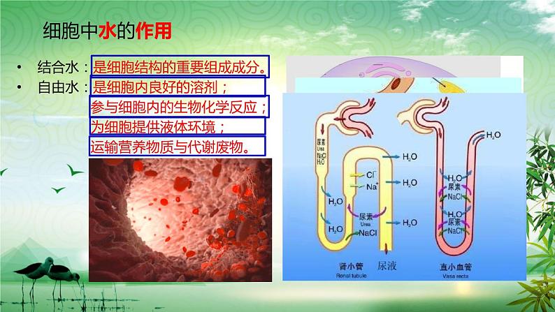 2.2细胞中的无机物课件（1）06