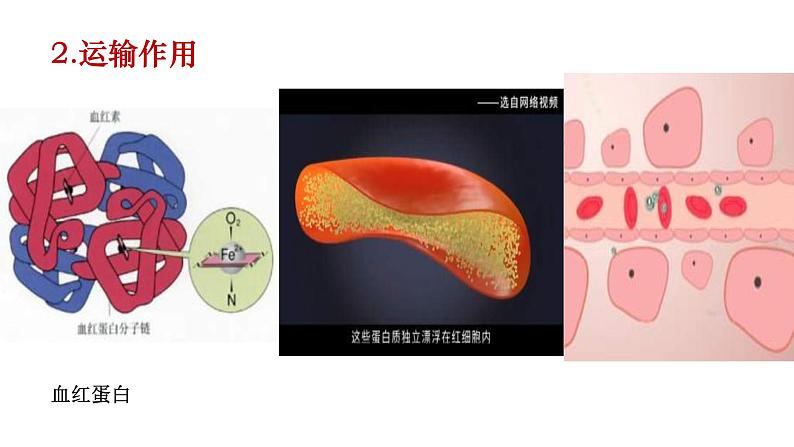 人教版2019高中生物必修1《2.4 蛋白质是生命活动的主要承担者》课件第8页