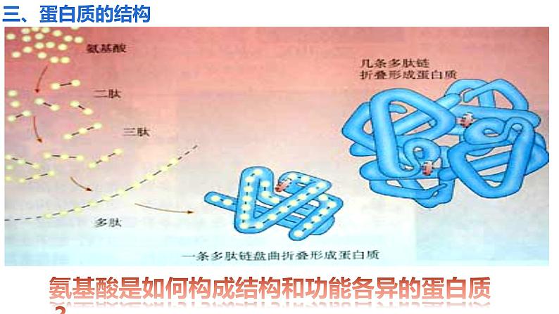人教版2019高中生物必修1《2.4蛋白质是生命活动的主要承担者》课件第4页