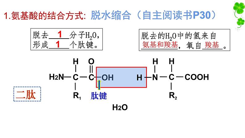 人教版2019高中生物必修1《2.4蛋白质是生命活动的主要承担者》课件05