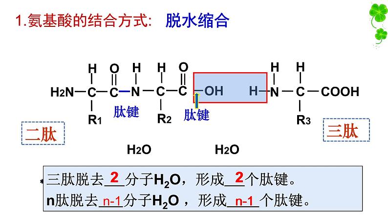 人教版2019高中生物必修1《2.4蛋白质是生命活动的主要承担者》课件06