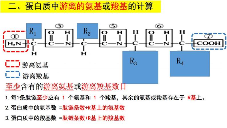 人教版2019高中生物必修1《2.4 蛋白质计算微专题》课件06