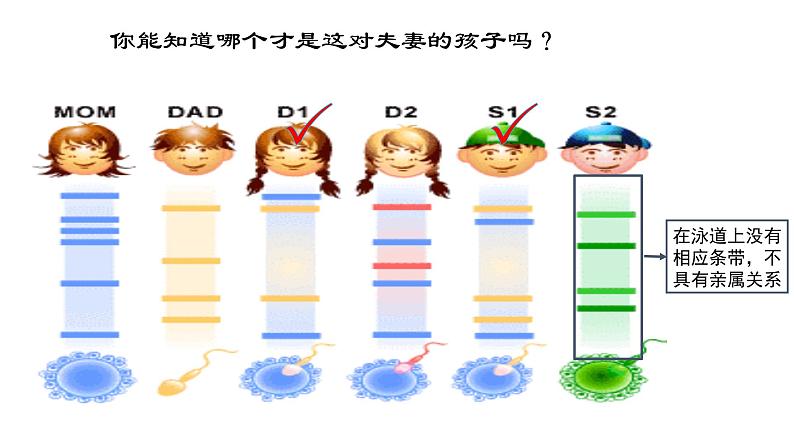 人教版2019高中生物必修1《2.5 核酸是遗传信息的携带者》课件02