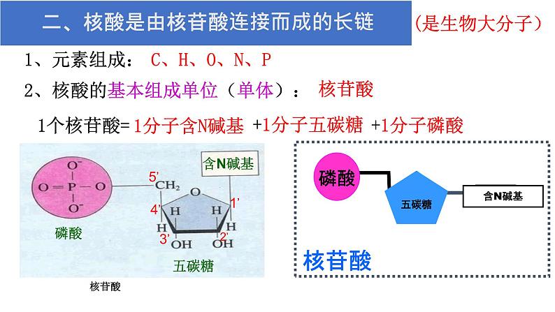 人教版2019高中生物必修1《2.5 核酸是遗传信息的携带者》课件08