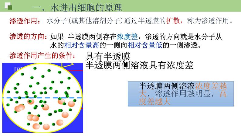 人教版2019高中生物《4.1被动运输（2课时）》课件07