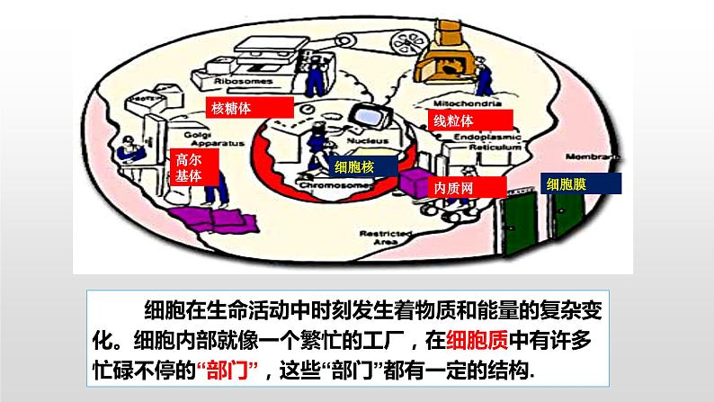 人教版2019高中生物必修1《3.2 细胞器之间的分工合作（第1课时）》课件03