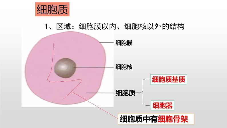 人教版2019高中生物必修1《3.2 细胞器之间的分工合作（第1课时）》课件04