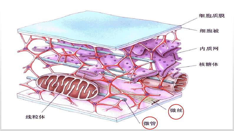 人教版2019高中生物必修1《3.2 细胞器之间的分工合作（第1课时）》课件06