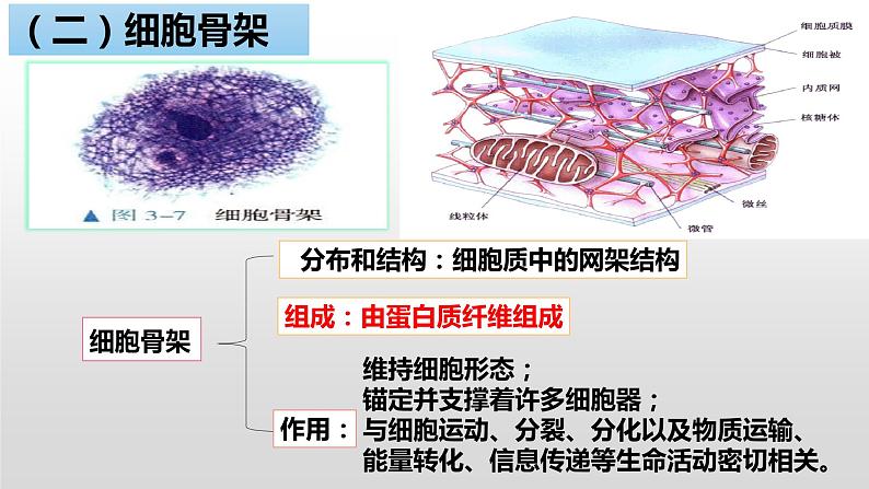 人教版2019高中生物必修1《3.2 细胞器之间的分工合作（第1课时）》课件07