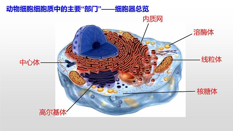 人教版2019高中生物必修1《3.2 细胞器之间的分工合作（第1课时）》课件08
