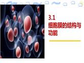 人教版2019高中生物必修1《3.1 细胞膜的结构和功能》课件