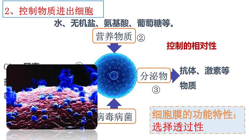 人教版2019高中生物必修1《3.1 细胞膜的结构和功能》课件第5页