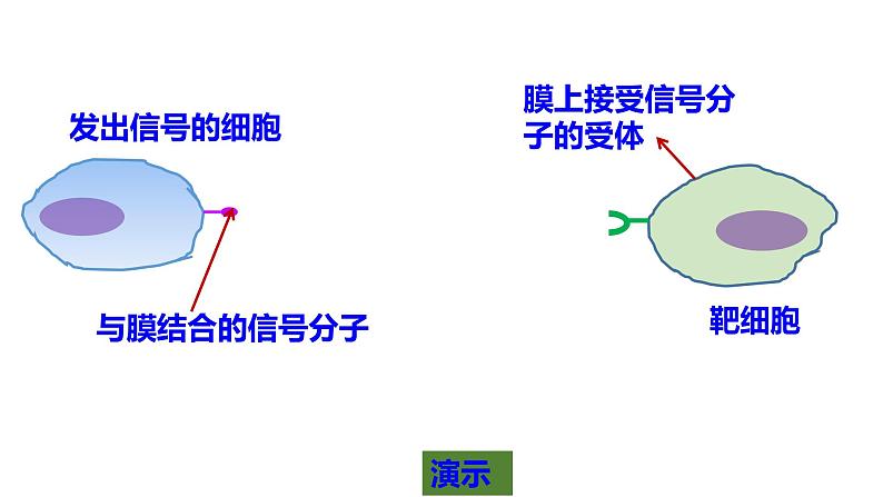 人教版2019高中生物必修1《3.1 细胞膜的结构和功能》课件第8页