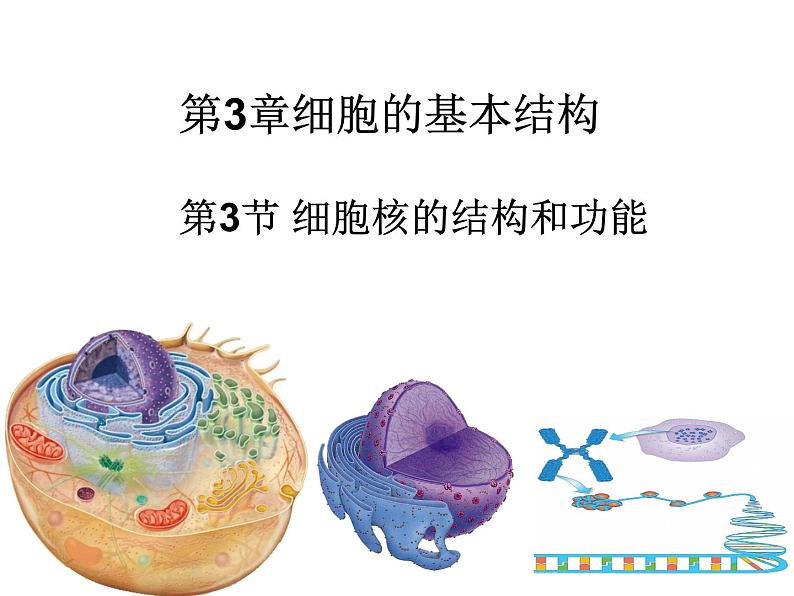 人教版2019高中生物《3.3 细胞核的结构和功能》课件第1页