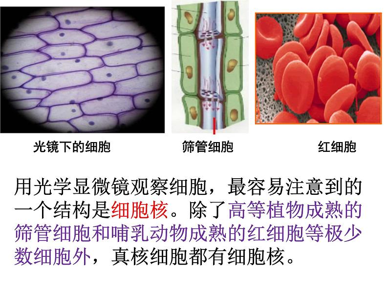 人教版2019高中生物《3.3 细胞核的结构和功能》课件第3页