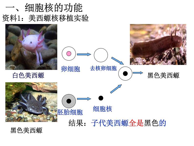 人教版2019高中生物《3.3 细胞核的结构和功能》课件第4页