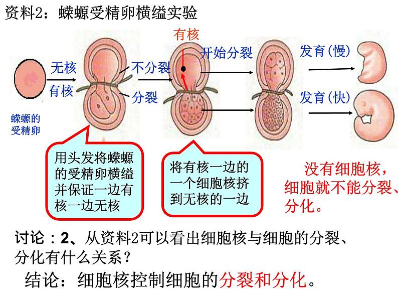 人教版2019高中生物《3.3 细胞核的结构和功能》课件第6页