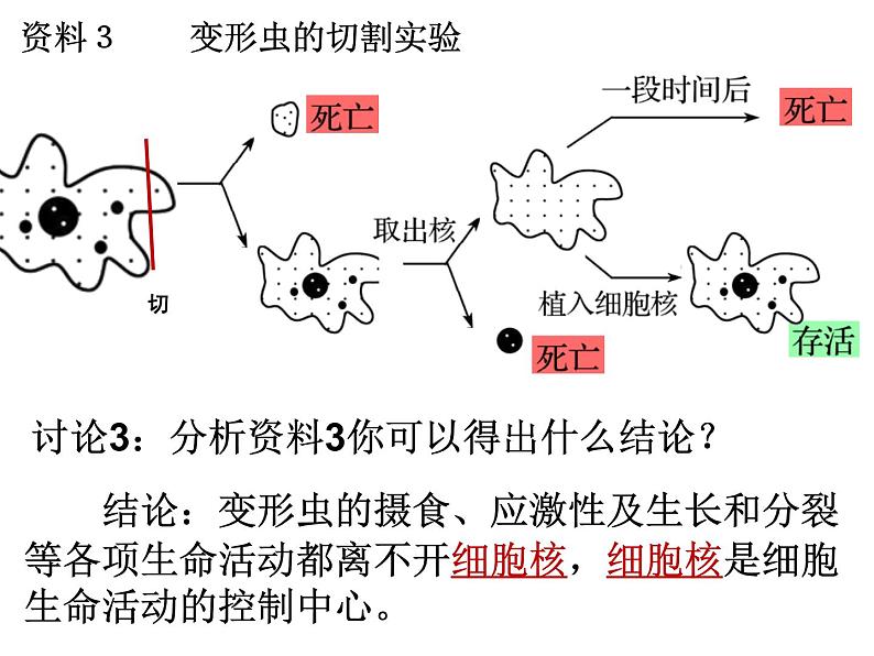 人教版2019高中生物《3.3 细胞核的结构和功能》课件第7页