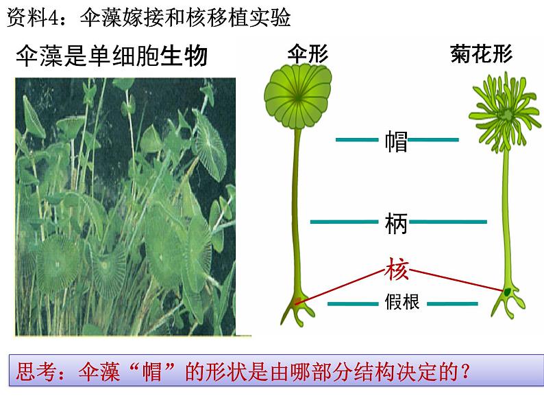 人教版2019高中生物《3.3 细胞核的结构和功能》课件第8页