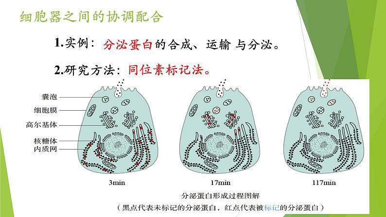 人教版2019高中生物必修1《3.2 细胞器之间的分工合作 （第2课时）》课件第5页