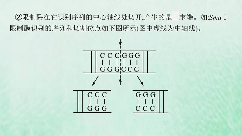 新人教版高中生物选择性必修3第三章基因工程第1节重组DNA技术的基本工具课件08