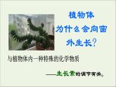 新人教版高中生物选择性必修1第5章植物生命活动的调节第1节免疫学的应用课件