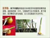 新人教版高中生物选择性必修1第5章植物生命活动的调节第1节免疫学的应用课件
