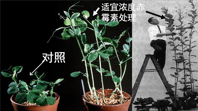 新人教版高中生物选择性必修1第5章植物生命活动的调节第2节其他植物激素课件第6页