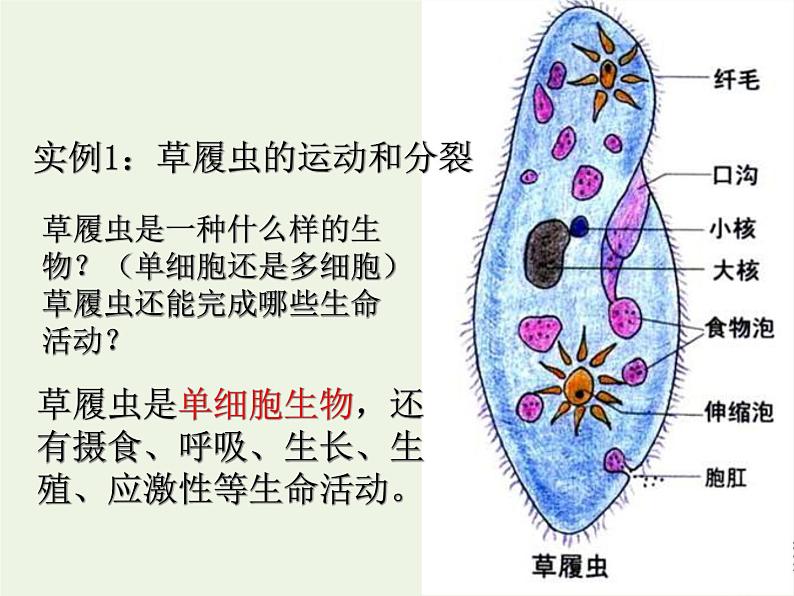 新人教版高中生物必修1第一单元细胞是生命活动的基本单位课件第6页