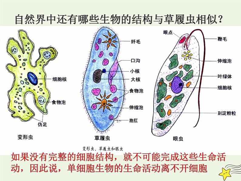 新人教版高中生物必修1第一单元细胞是生命活动的基本单位课件第7页