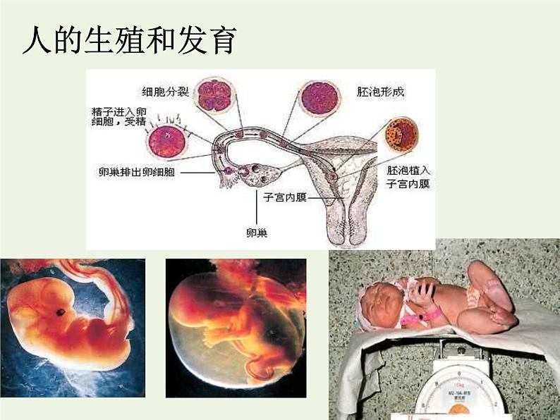 新人教版高中生物必修1第一单元细胞是生命活动的基本单位课件第8页