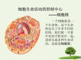 新人教版高中生物必修1第三单元细胞核的结构和功能课件