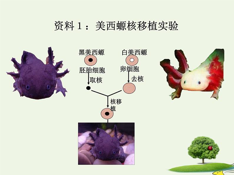 新人教版高中生物必修1第三单元细胞核的结构和功能课件第5页