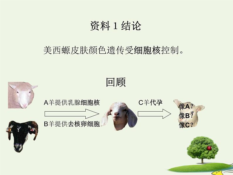 新人教版高中生物必修1第三单元细胞核的结构和功能课件第6页