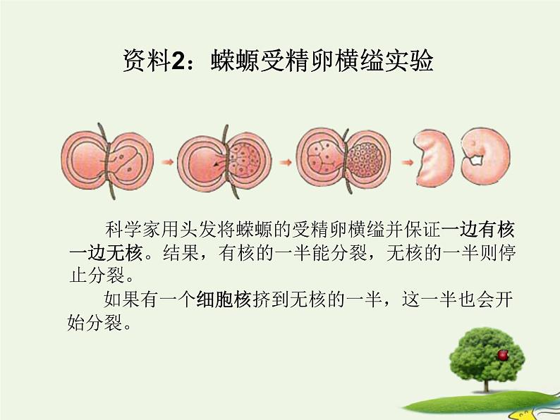 新人教版高中生物必修1第三单元细胞核的结构和功能课件第7页